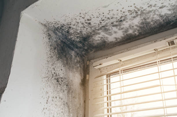 Affordable Attic Mold Remediation solutions in Fort Eustis, VA