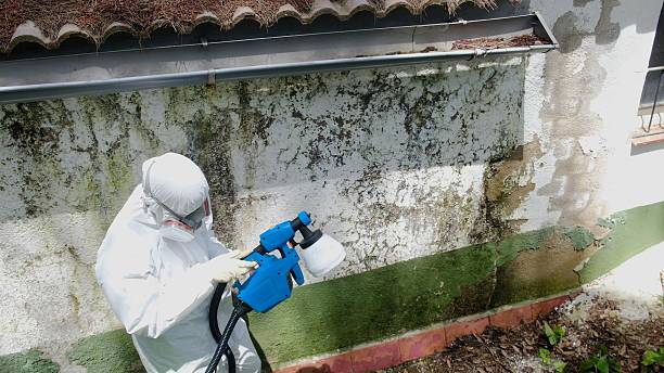 Top rated local Attic Mold Remediation specialists in Fort Eustis, VA